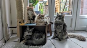 Chatterie des &lsquo;Tites Terreurs