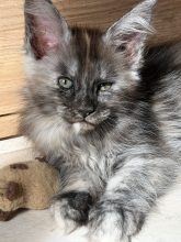 CHATTERIE D AYLORIA