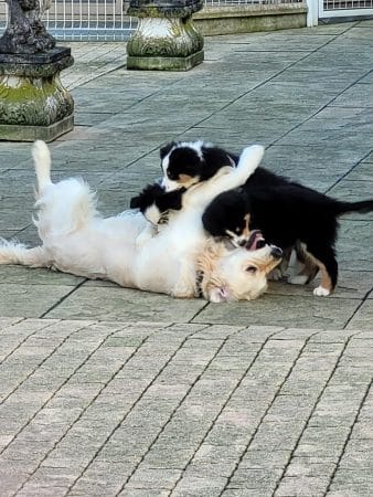OF DARLING DOG - Image 19