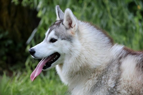 LEGENDARY WHITE FANG - Image 6