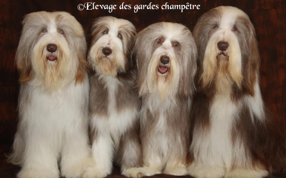 des gardes champetre - Image 1