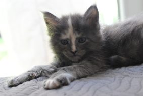 PLUME&rsquo;S LITTLEPAWS
