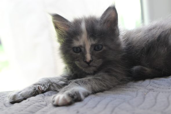 PLUME’S LITTLEPAWS - Image 2