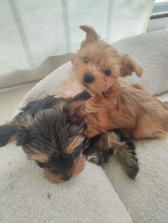 La bande à Bibou élevage de morkies - Image 5