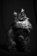 CHATTERIE LEIMGRABEN ET COON&rsquo;S