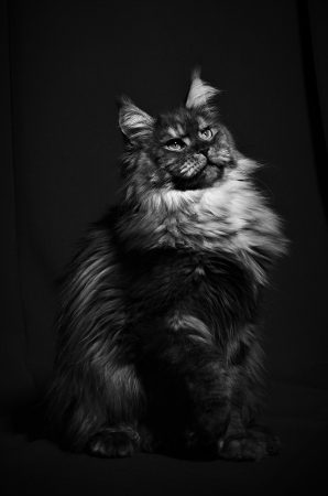 CHATTERIE LEIMGRABEN ET COON&rsquo;S - Image 4