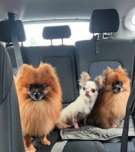 LES PETITS SPITZ DES AURIOL