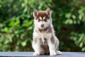 LES POMSKY DE ST ROMAN