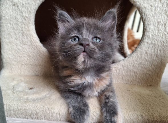 Little Lion - Image 16