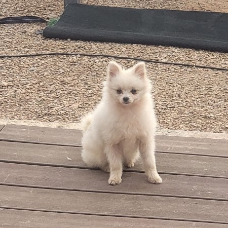 DOMAINE SPITZ NAIN POMERANIAN DES OLIVIERS - Image 18