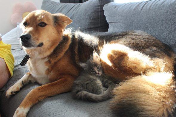 PLUME’S LITTLEPAWS - Image 74