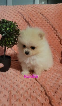 DOMAINE SPITZ NAIN POMERANIAN DES OLIVIERS - Image 8