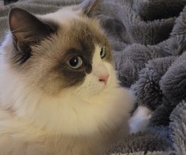 Chatterie de la Baste Dorée