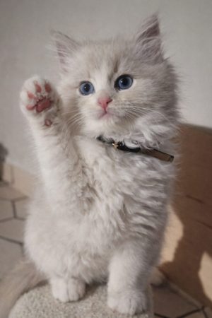 LITTLE LOVING PAWS - Image 1