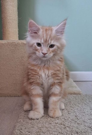 Little Lion - Image 14