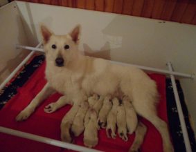 OF SHEPERD&rsquo;S PAW