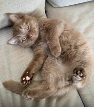 PLUMP FLUFFY CUB&rsquo;S