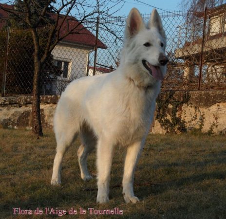 OF SHEPERD&rsquo;S PAW - Image 8