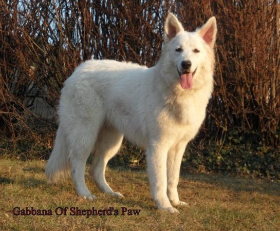 OF SHEPERD&rsquo;S PAW - Image 9