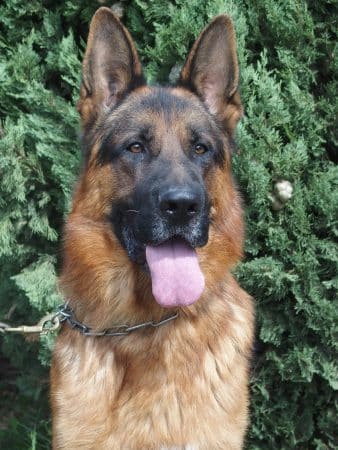 CENTRE CANIN DE LA GAIDOCIENNE - Image 1