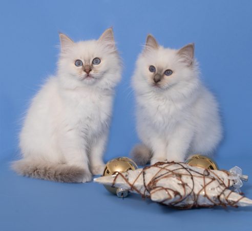 CHATTERIE AUX PERLES D O - Image 11
