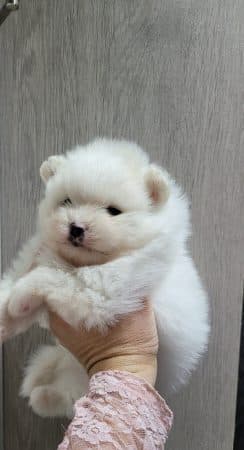DOMAINE SPITZ NAIN POMERANIAN DES OLIVIERS - Image 16
