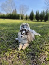 Shubenca Pomsky