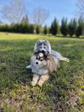 Shubenca Pomsky - Image 2