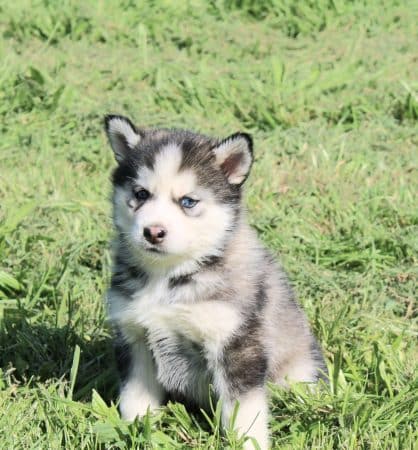 ELITE CANIN - Image 10