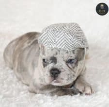 ELITE CANIN