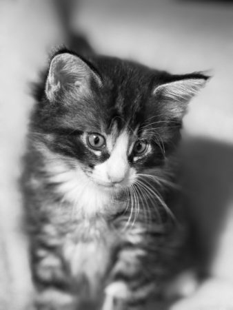 CHATTERIE MEWDIE KATT - Image 6