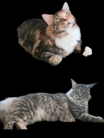 DE MAINECOON PARADISE - Image 6