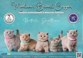OF MATHIEU COPPER