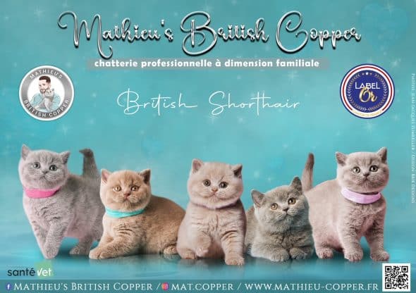 OF MATHIEU COPPER - Image 1