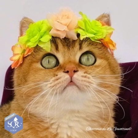 CHATTERIE DE LA GAVOTTINE - Image 1