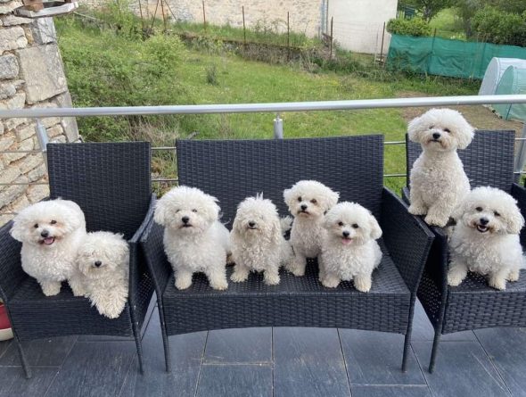 ELEVAGE MERCOTTE Bichon frisé- Spitz - Image 6