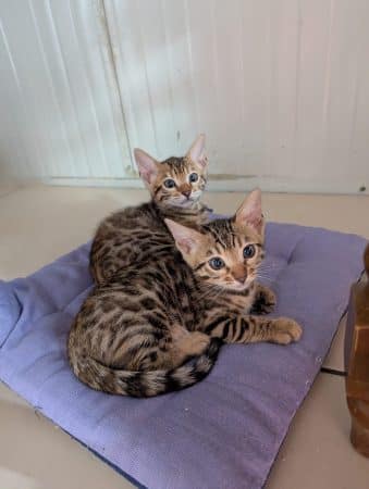 LA CHATTERIE DES REX&rsquo;POILS - Image 1