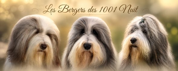 GAEC LES BERGERS DES 1001 NUITS - Image 2