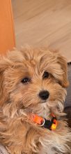Maltipoo-House.fr