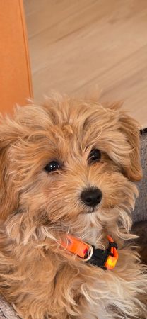 Maltipoo-House.fr - Image 3