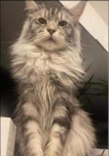 chatterie de myou minoucoon