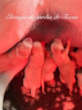 DU JARDIN DE TEXAS