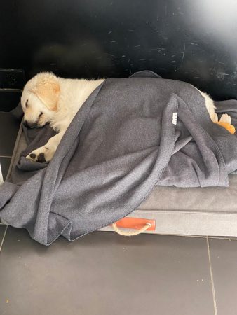 OF DARLING DOG - Image 4