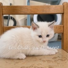 LES CHATS QUI DANSENT