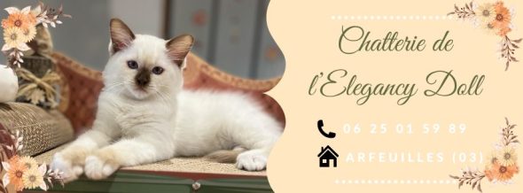 JAILLON ELISABETH ET BENOIT – CHATTERIE DE L ELEGANCY DOLL - Image 8