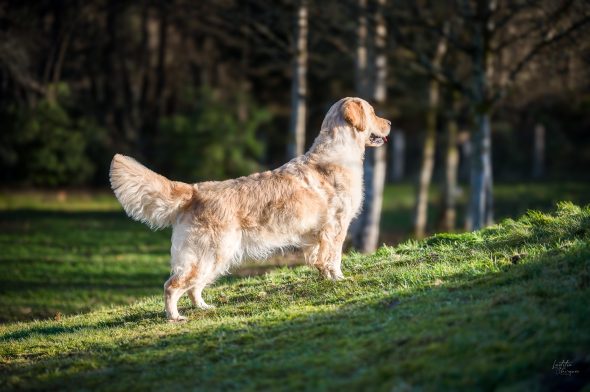 DES PLAINES DES BRUYERES – Whippet et Golden Retriever - Image 35