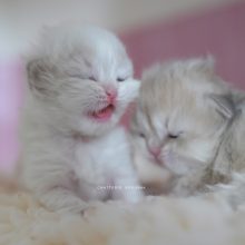 NEKOBAA