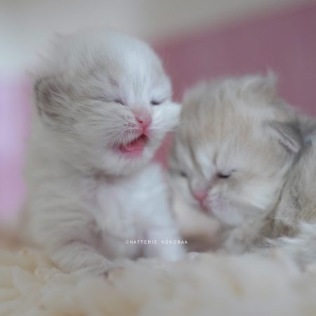 NEKOBAA - Image 1