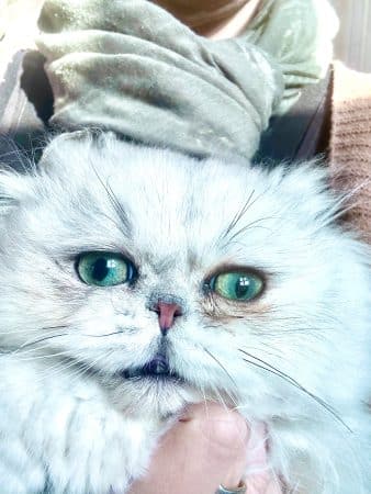 CHATTERIE D YSANDRIFA - Image 1
