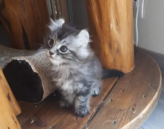 La Chatterie de Soroun Sweet - Image 2